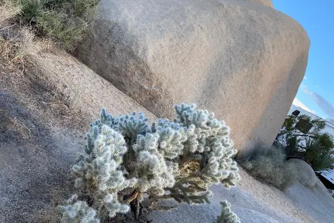 Belle - Joshua Tree National Park
