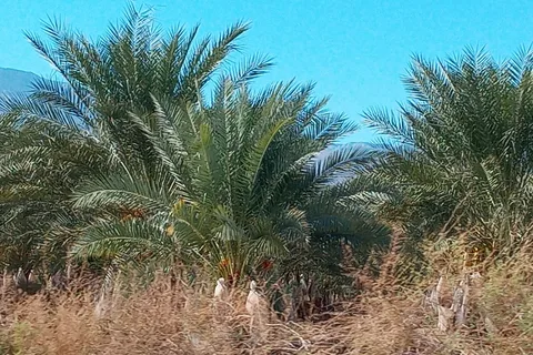 Oasis Palms RV Park