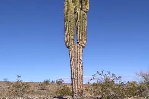 Desert Gardens International RV and Mobile Home Park