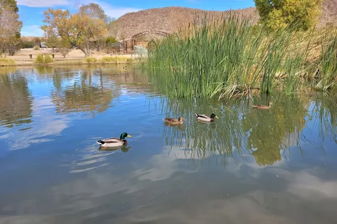 Joshua Tree Lake RV & Campground