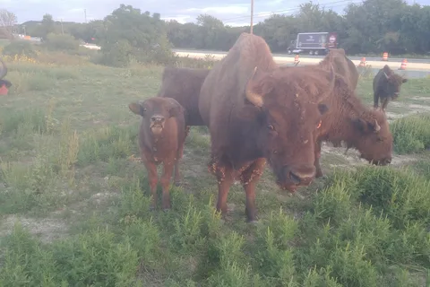 Bison Hill Ranch