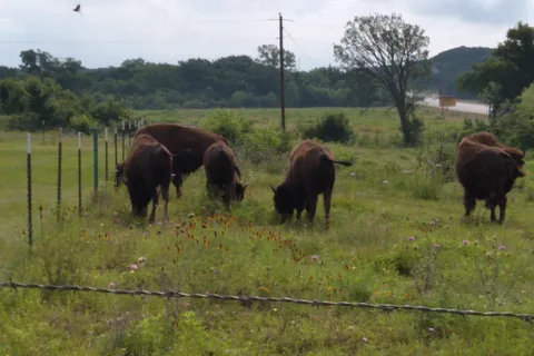 Bison Hill Ranch