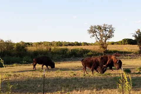 Bison Hill Ranch