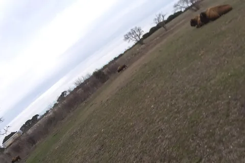 Bison Hill Ranch