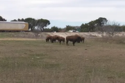 Bison Hill Ranch