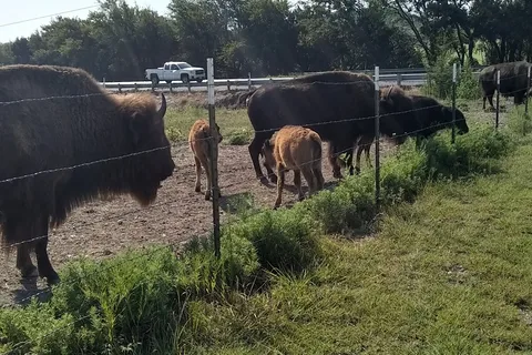 Bison Hill Ranch
