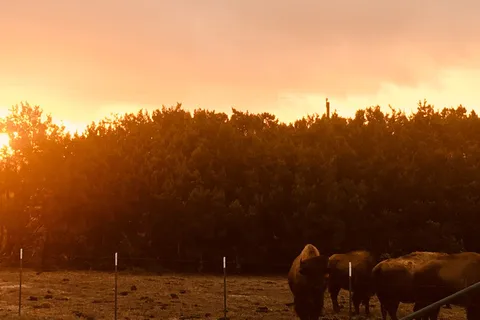 Bison Hill Ranch