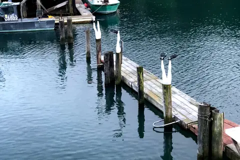 Dolphin Isle Marina and RV Park