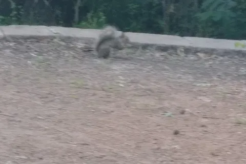 Acorn - Beavers Bend State Park