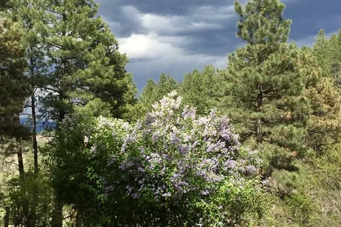 Pagosa Pines RV Park