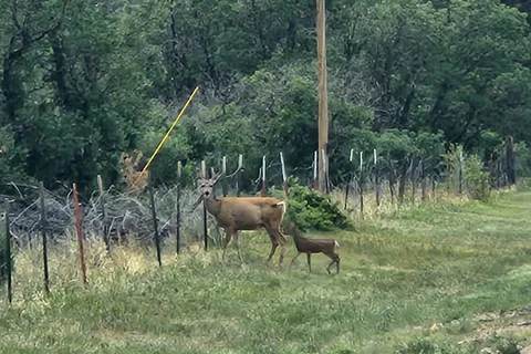 Golden Eagle Ranch Campground and RV Park