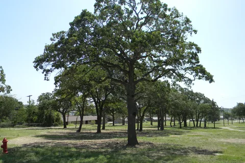 Cove RV Park