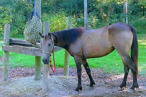 Zaleski State Forest - Horse Camp