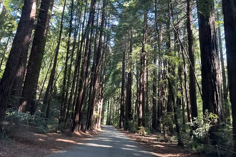 Pfeiffer Big Sur State Park