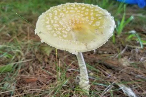 Jacobs Brook Campground