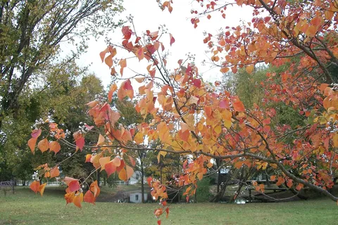Canton Creek RV Park