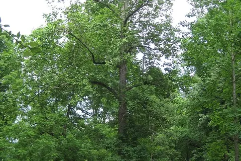 Turkey Creek Campground