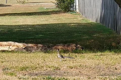 Bluebonnet Ridge RV Park