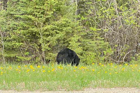 Wasagaming Campground - Riding Mountain National Park