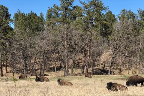 American Buffalo Resort