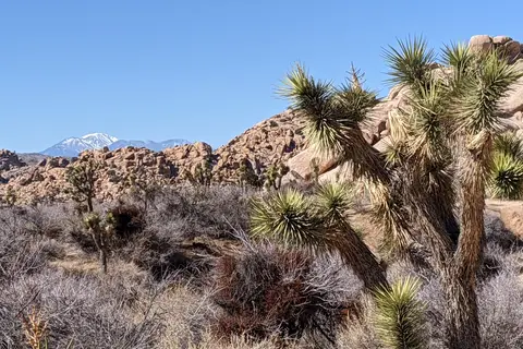Joshua Tree National Park