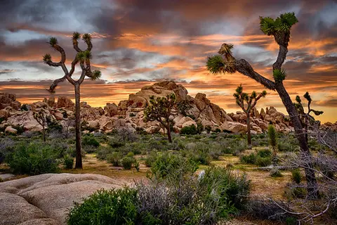 Joshua Tree National Park