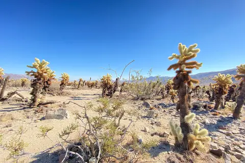 Joshua Tree National Park