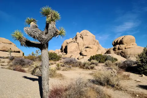 Joshua Tree National Park