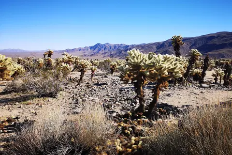 Joshua Tree National Park