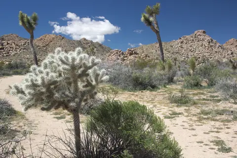 Joshua Tree National Park
