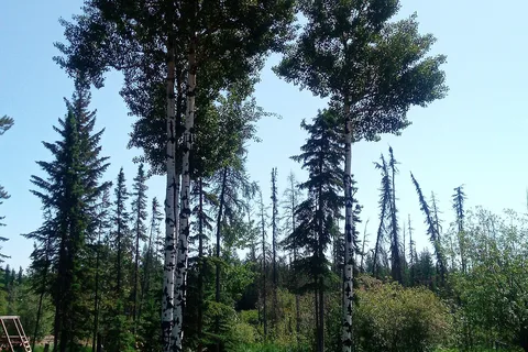 Camp Tamarack RV Park