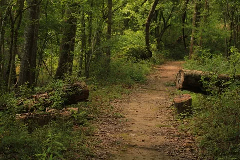 Lake Fausse Pointe State Park
