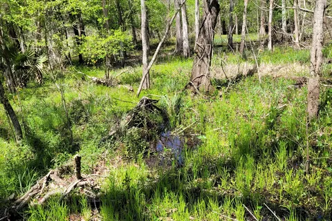 Lake Fausse Pointe State Park