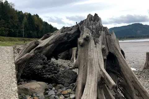 Rocky Point - Alder Lake Park - Tacoma Power