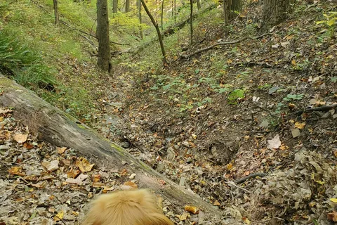 White Oak - Douthat State Park