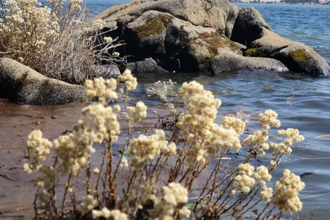 Rocky Point - Mono - Ft Miller - Duma Strand - Millerton Lake State Recreation Area