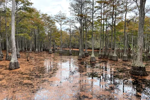 George L Smith State Park