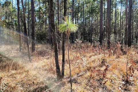 George L Smith State Park