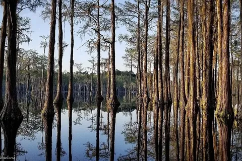 George L Smith State Park