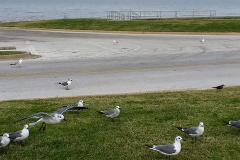 Gulf Shores RV Park and Resort