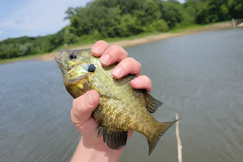 AW Marion State Park