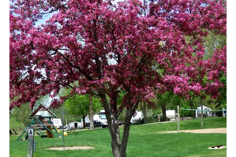 Apple Creek Campground