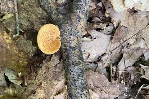 Lake Ann State Forest Campground