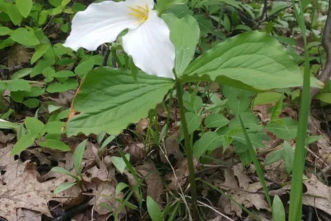 Lake Ann State Forest Campground