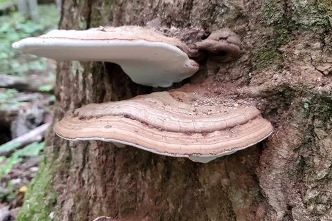 Lake Ann State Forest Campground