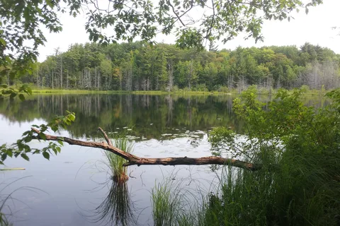 Lake Ann State Forest Campground