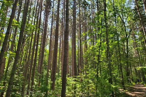 Lake Ann State Forest Campground