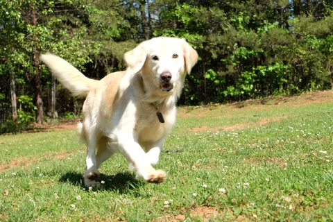 Four Paws Kingdom Campground and Dog Retreat