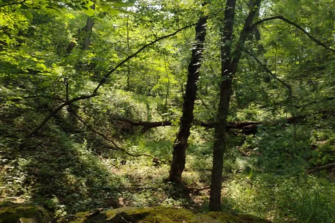 Pine Lake State Park Campground
