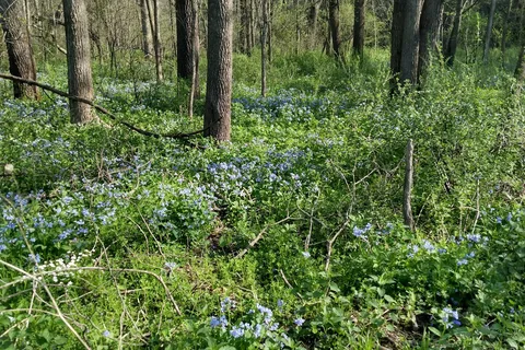 Carley State Park
